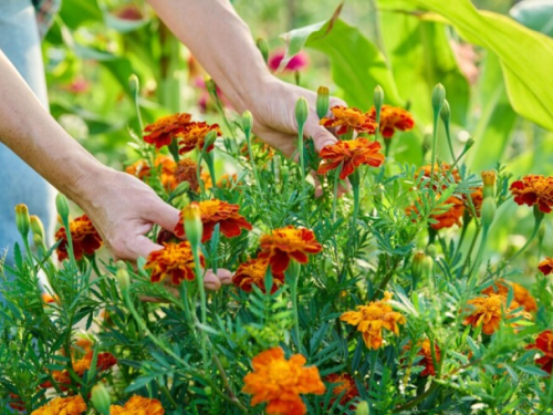 Što sijati i saditi u veljači? Isplanirajte svoj cvjetnjak