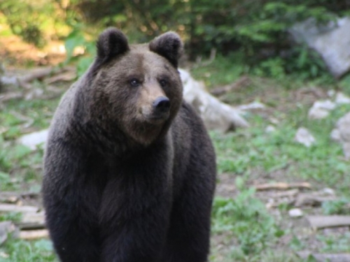 Korisnici lovišta pozvani da hrane medvjede i tako ih zadrže podalje od naselja
