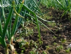 10 najboljih povrtlarskih vrsta za uzgoj u travnju