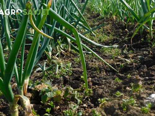 10 najboljih povrtlarskih vrsta za uzgoj u travnju