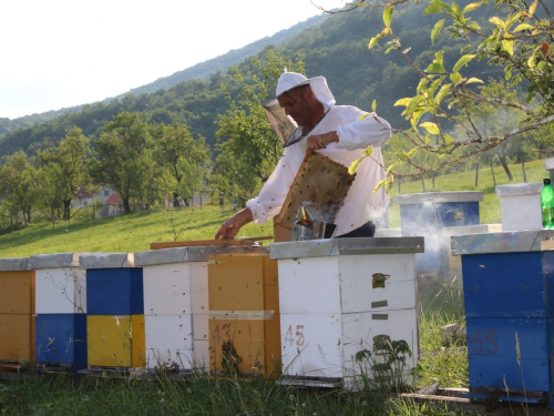 FOTO/VIDEO: Slatka zarada - 700 kila meda Željko proda bez problema