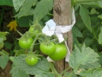 Kako ubrzati dozrijevanje paradajza?