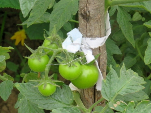 Kako ubrzati dozrijevanje paradajza?