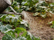 Priprema vrta za zimu: Kako zaštititi biljke od mraza?