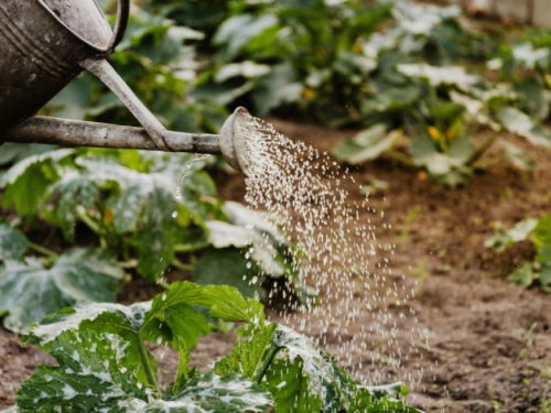 Priprema vrta za zimu: Kako zaštititi biljke od mraza?
