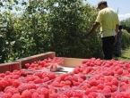 Grant od 6 milijuna KM za proizvodnju jagodičastog voća i mlijeka
