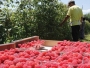 Grant od 6 milijuna KM za proizvodnju jagodičastog voća i mlijeka