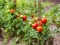 Savjeti vrtlara: Koliko duboko treba saditi sadnicu paradajza?