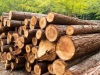 Produžena zabrana izvoza određenih drvnih sortimenata