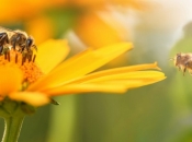SAD odobrio prvo cjepivo za pčele