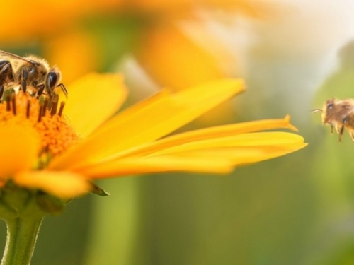 SAD odobrio prvo cjepivo za pčele