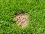 Trik kako da na suhim mjestima ponovno naraste trava