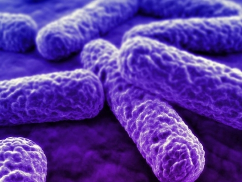 Novi sojevi superbakterija otporni su na sve
