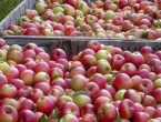 Hrvatske jabuke pronašle put do Arapskih Emirata