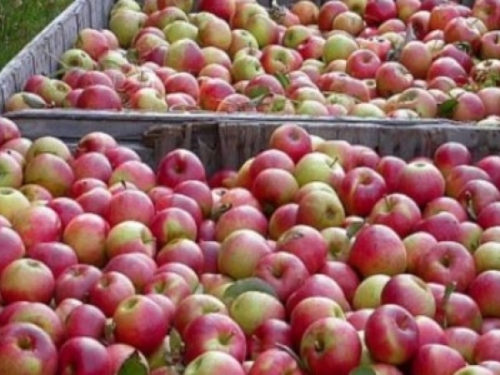 Hrvatske jabuke pronašle put do Arapskih Emirata