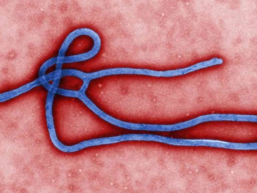 Svatko s računalom ili smartphoneom može sudjelovati u istraživanju ebole