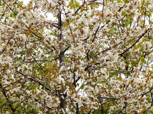 FOTO: ''Škola u prirodi'' na planini Draševo