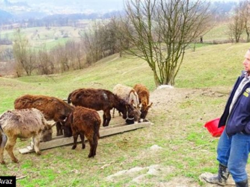 Smijali im se, a prodaju litar mlijeka za 100 KM