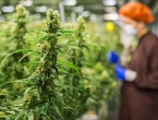 Kanada će masno zaraditi na legalizaciji marihuane