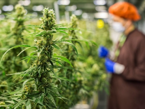 Kanada će masno zaraditi na legalizaciji marihuane
