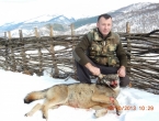 Ubijen vuk na granici „dvaju“ lovišta