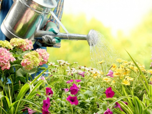 10 zlatnih pravila za zalijevanje biljaka tijekom ljeta