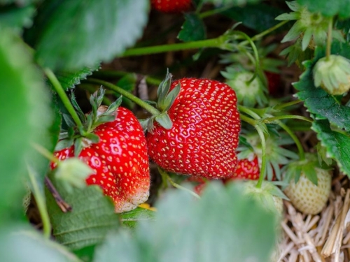 Ljetna sadnja jagoda u srpnju i kolovozu – Pravi izbor za visoke prinose