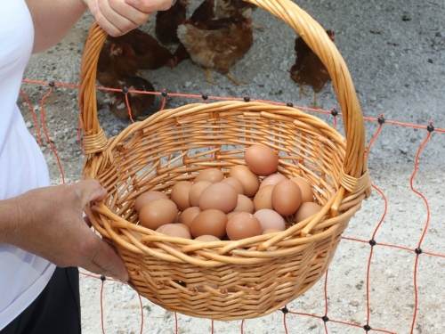 FOTO: Borići donijeli novitet u Ramu – slobodnim uzgojem koka proizvode zdrava jaja