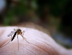 Zbog čega vas komarci bodu više nego druge ljude