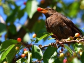 Ptice se časte plodovima iz vašeg voćnjaka? Otjerajte ih uz pomoć najobičnijeg predmeta iz doma