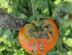 Kako spriječiti pucanje plodova paradajza
