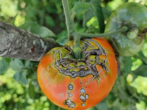 Kako spriječiti pucanje plodova paradajza