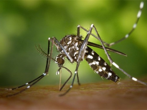 Virus Zika: Uzročnik oštećenja mozga beba širi se svijetom