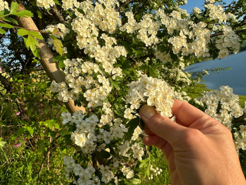 Bijeli glog - zdrav i koristan