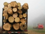 BiH će zabraniti izvoz šumske građe