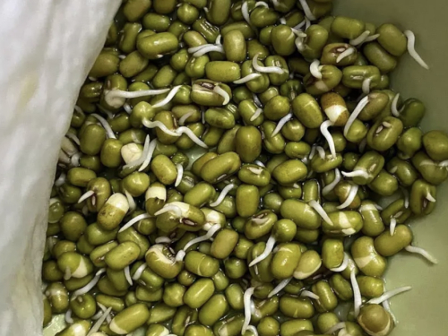 Provjera klijavosti sjemena: Pripremite se za uspješnu sezonu