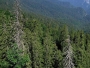 U BiH postoji čak 12 prašuma