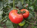 Dvije metode sadnje paradajza uz koje ćete ostvariti najbolji prinos