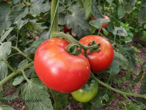 Dvije metode sadnje paradajza uz koje ćete ostvariti najbolji prinos