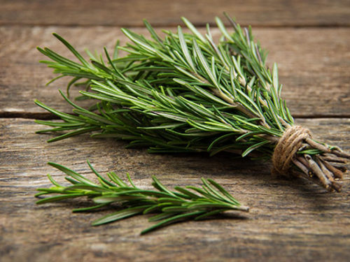 Kako brati ružmarin da postane još bujniji i aromatičniji?