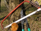 Kako pravilno orezati deblje grane kod voćaka?