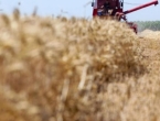Federalna direkcija robnih rezervi želi otkupiti svu pšenicu u FBiH