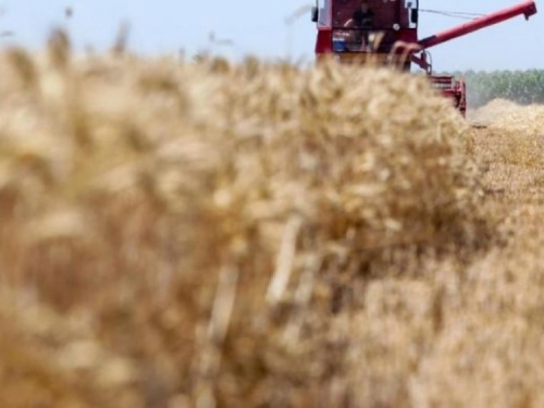 Federalna direkcija robnih rezervi želi otkupiti svu pšenicu u FBiH