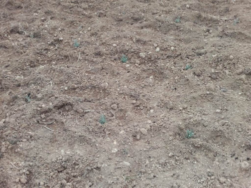 FOTO: I Ramljaci krenuli sa sadnjom smilja