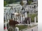 VIDEO| Krave pasu na sarajevskom groblju