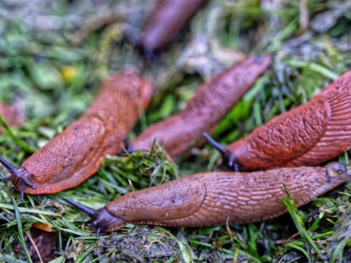 Držite puževe podalje: popularni začin najbolji je kućni lijek