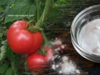 Prskanje paradajza sodom bikarbonom
