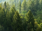 U FBiH značajno smanjena proizvodnja i prodaja šumskih sortimenata