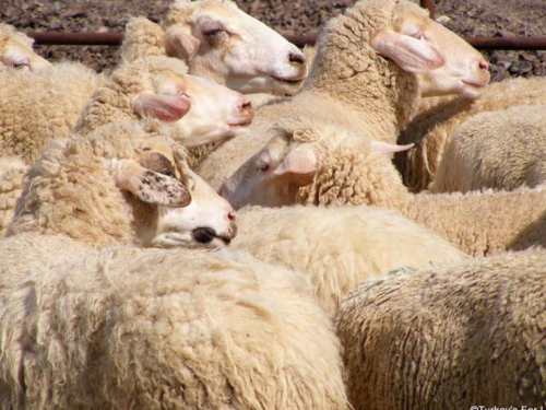 Tomislavgrad žarište Q groznice, nitko ništa ne poduzima