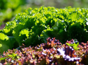 Salata iz vlastitog vrta: Brza, zdrava i daleko ukusnija od kupovne